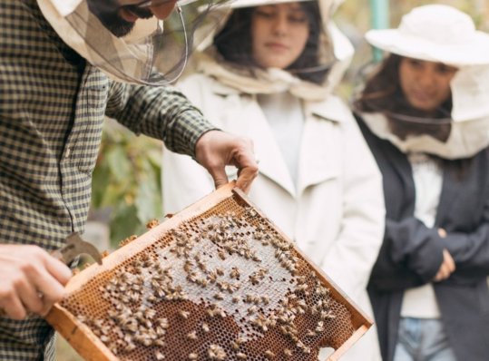 Beekeeping and Honey Wine Making Experience